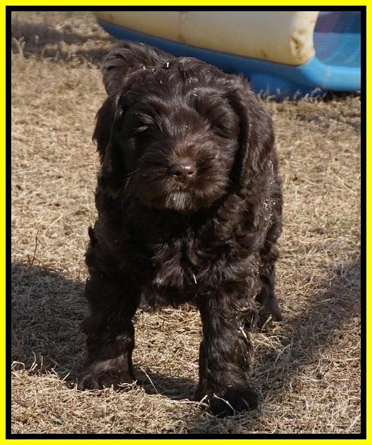 Liza Prime pups 7 wks old 291