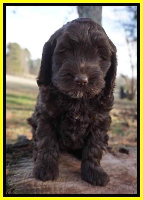 Liza Prime pups 7 wks old 301