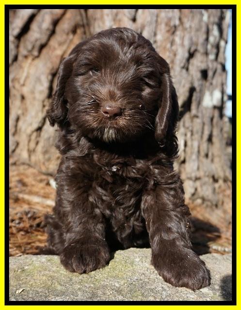 Liza Prime pups 7 wks old 311