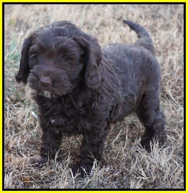 Liza Prime pups 7 wks old 321