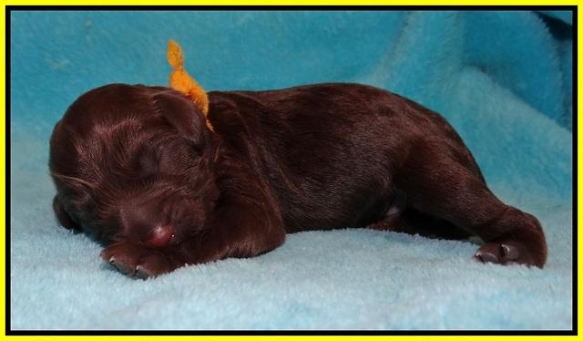 Liza Raki Prime pups Newborn 101