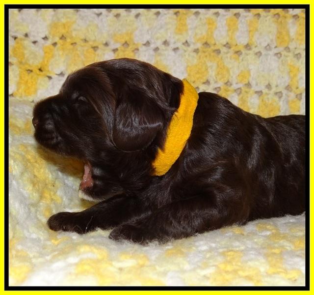 Liza Raki Prime pupss 22 wks old 131