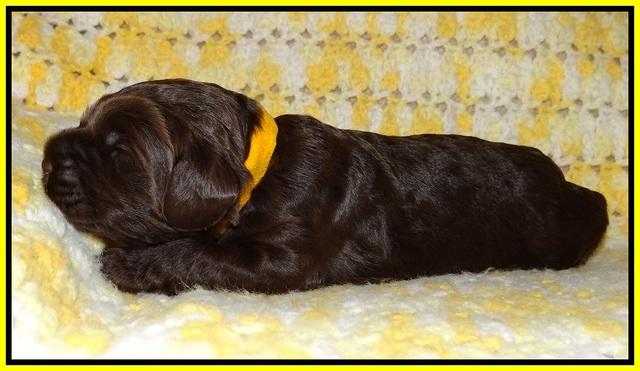 Liza Raki Prime pupss 22 wks old 141