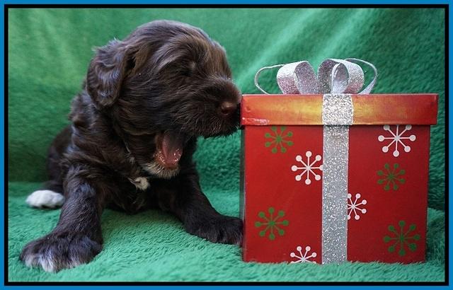 Liza Prime Raki pups 3 wks old 171