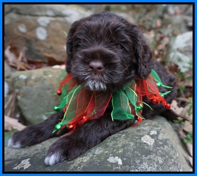 Liza Prime pups 4 wks old 281