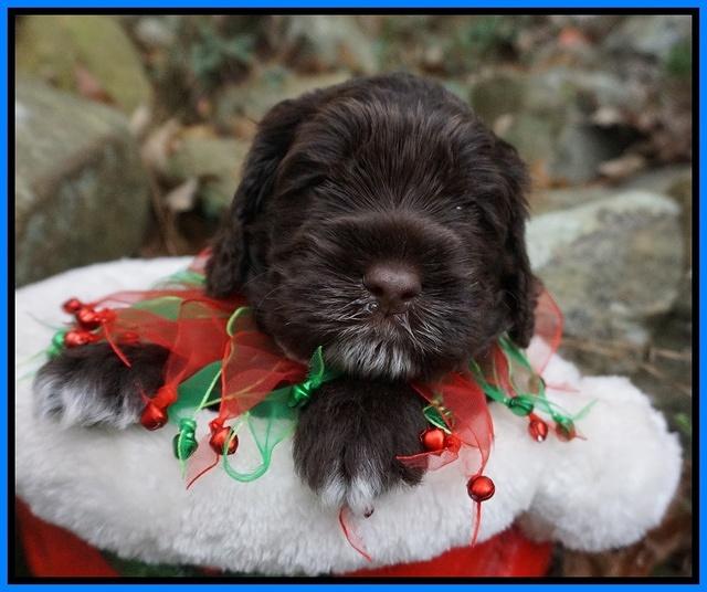 Liza Prime pups 4 wks old 291