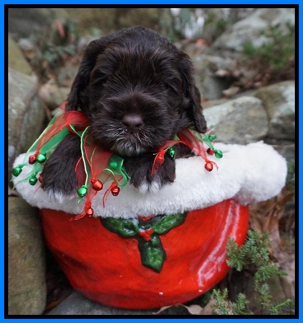 Liza Prime pups 4 wks old 311