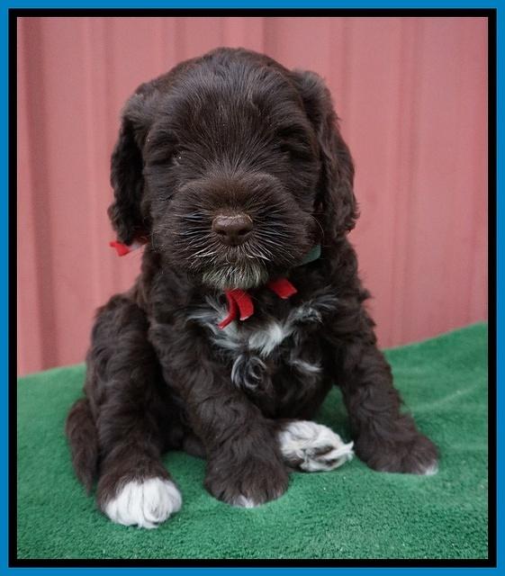 Liza Prime pups 5 wks old 261