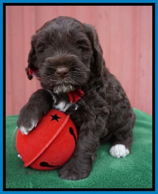 Liza Prime pups 5 wks old 281