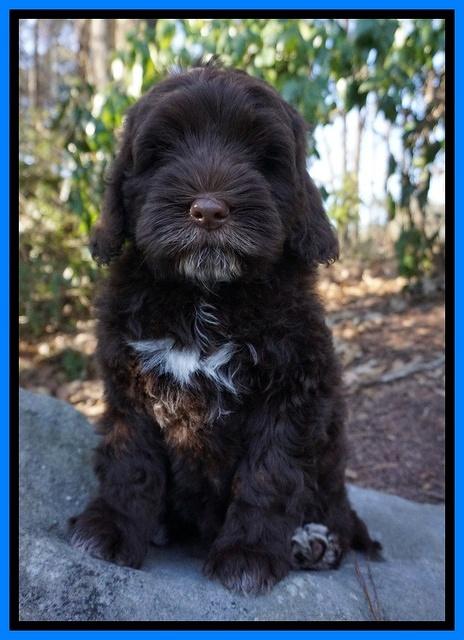 Liza Prime pups 8wks old 17