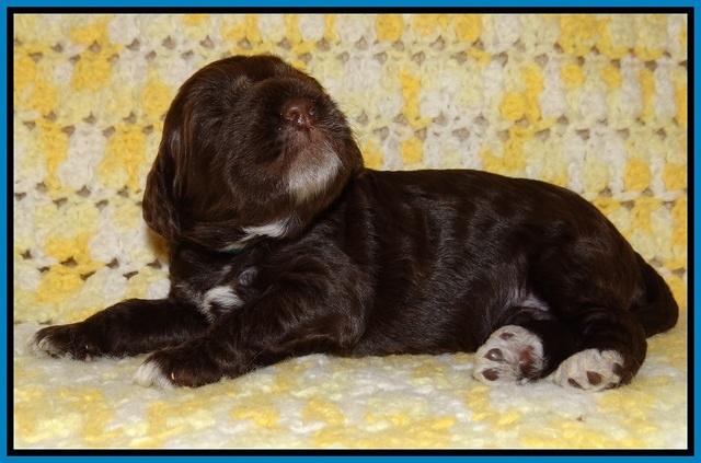 Liza Raki Prime pupss 22 wks old 151