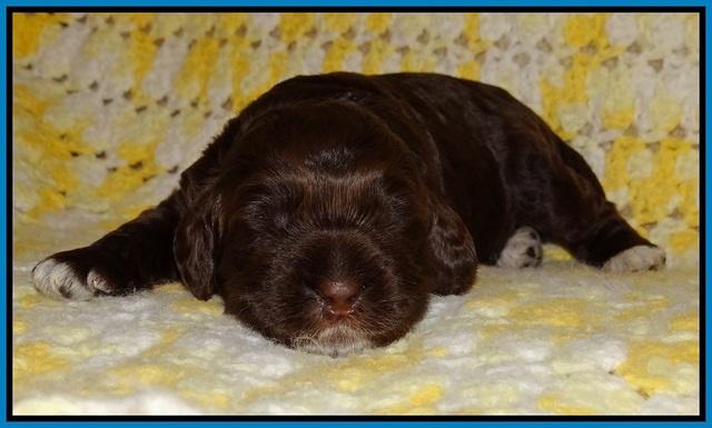 Liza Raki Prime pupss 22 wks old 171