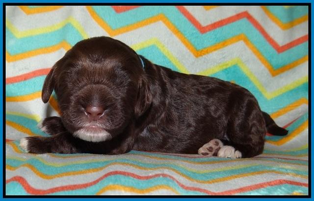 Lliza Prime Raki pups 1 wk ols171