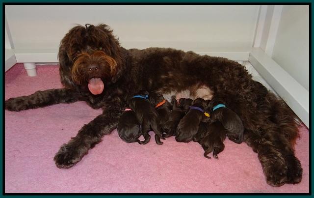 Liza Raki Prime pups Newborn 121