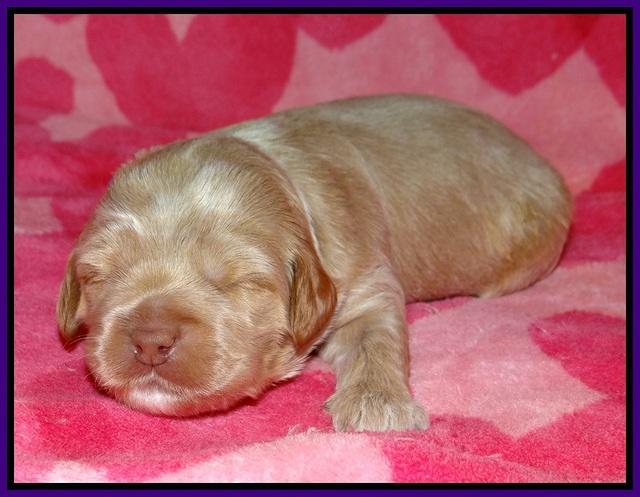 Callie Parson pups 2 wks old 51