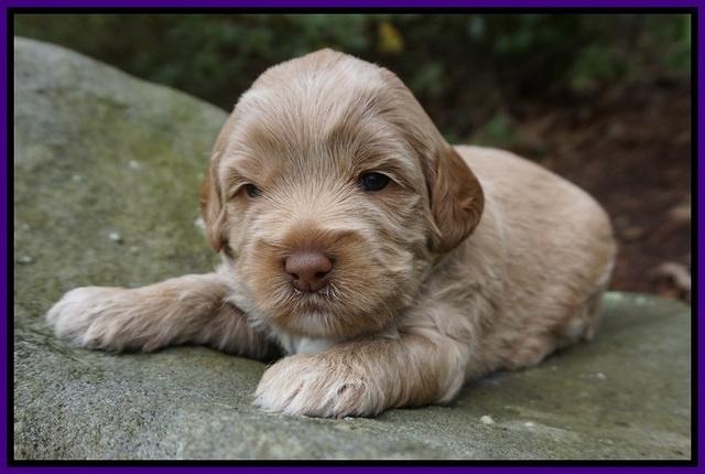 Callie Parson pups 3 wks old 31