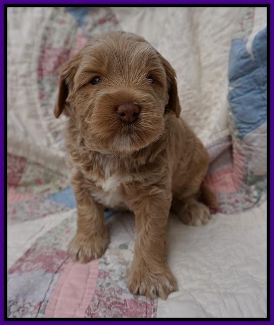 Callie Parson pups 4 wks old 21