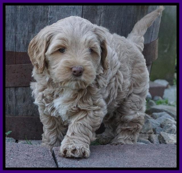 Callie Parson pups 6 wks old 41