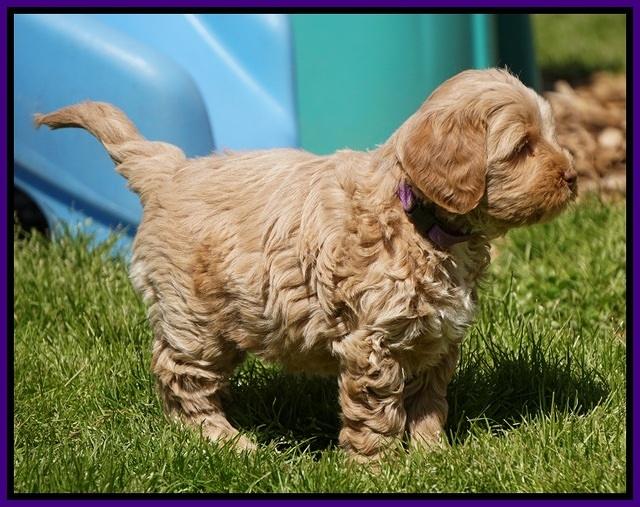 Callie Parson pups 6 wks old 81