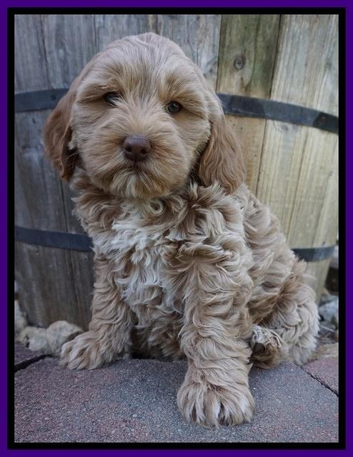 Callie Parson pups 7 wks old 11