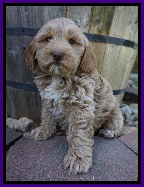 Callie Parson pups 7 wks old 21