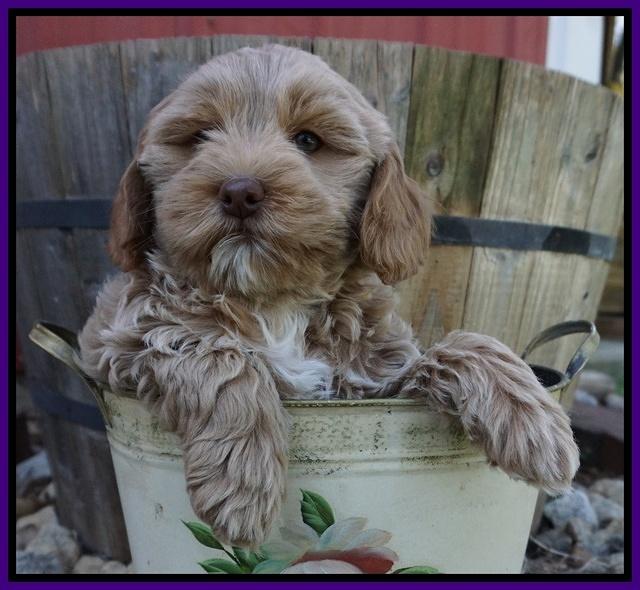Callie Parson pups 7 wks old 31