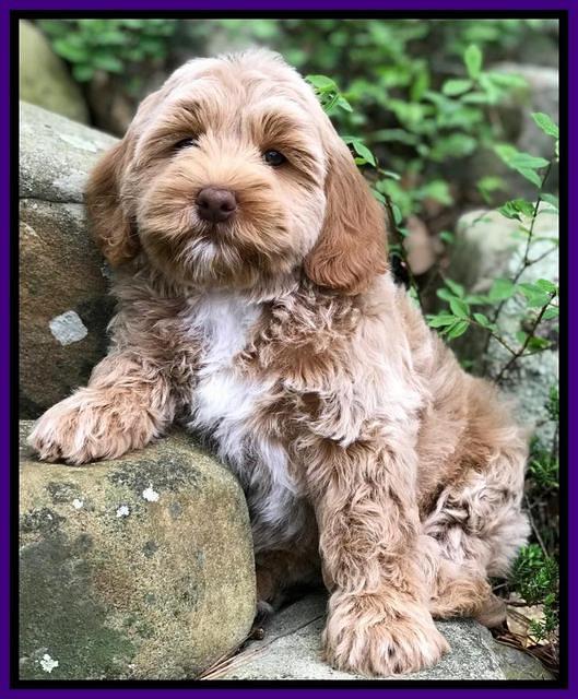 Callie Parson pups 8 wks old 4222