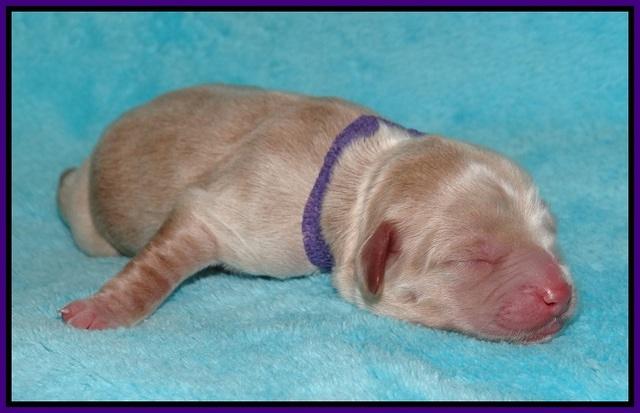 Callie Parson pups newborn 11