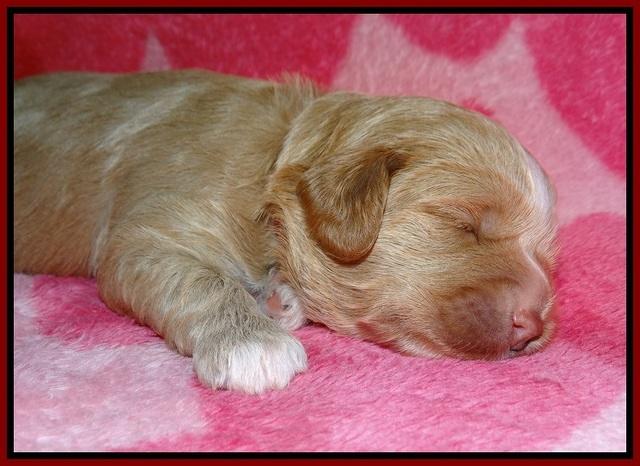 Callie Parson pups 2 wks old 61