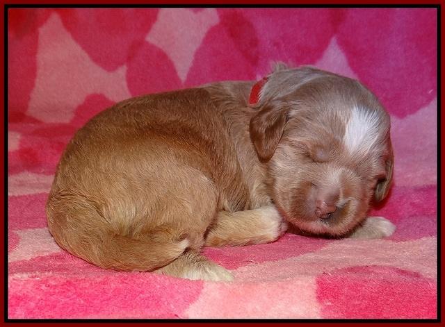 Callie Parson pups 2 wks old 81