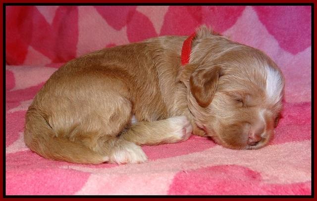 Callie Parson pups 2 wks old 91