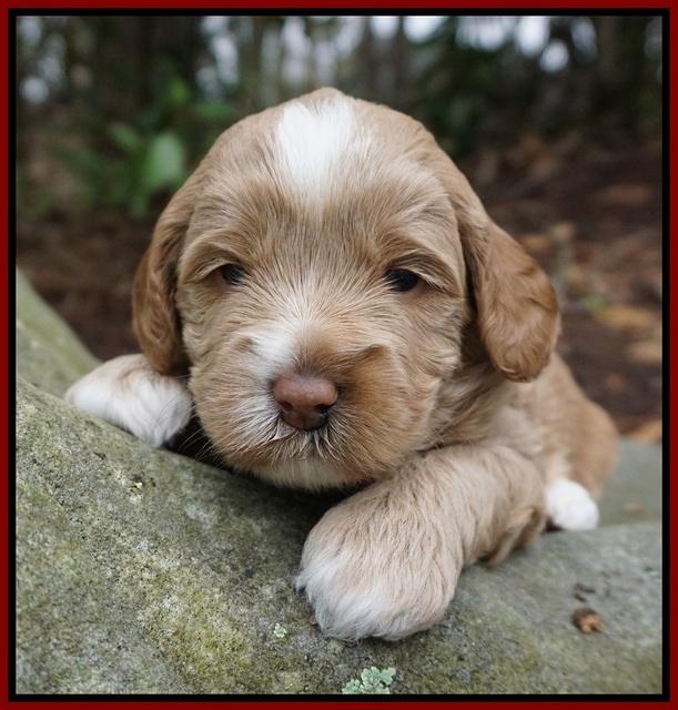 Callie Parson pups 3 wks old 61