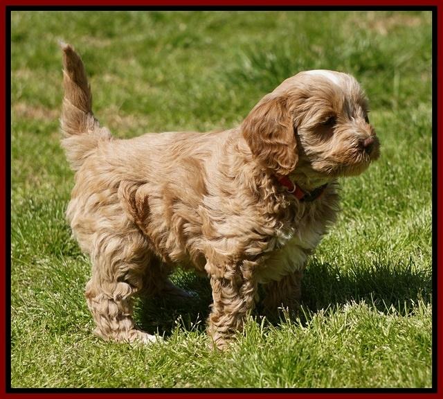 Callie Parson pups 6 wks old 121