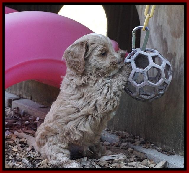 Callie Parson pups 6 wks old 151