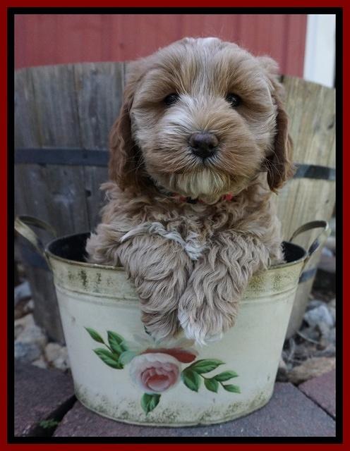 Callie Parson pups 7 wks old 51