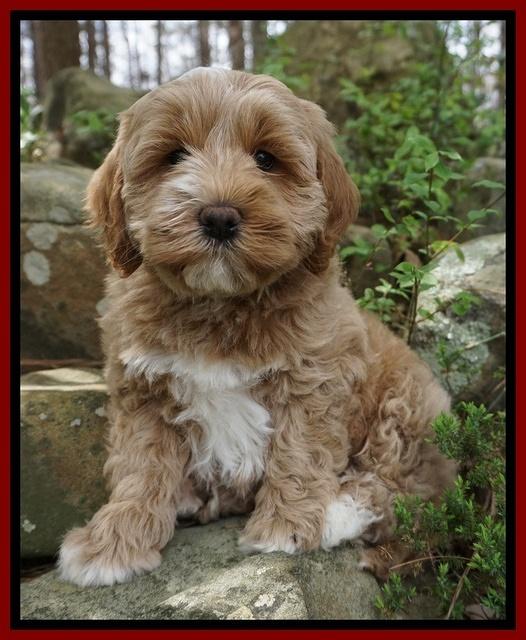 Callie Parson pups 8 wks old 161