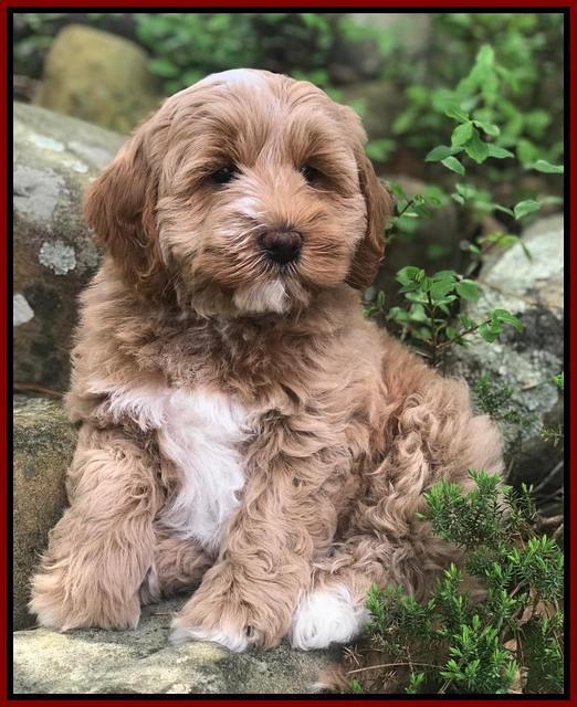 Callie Parson pups 8 wks old 201