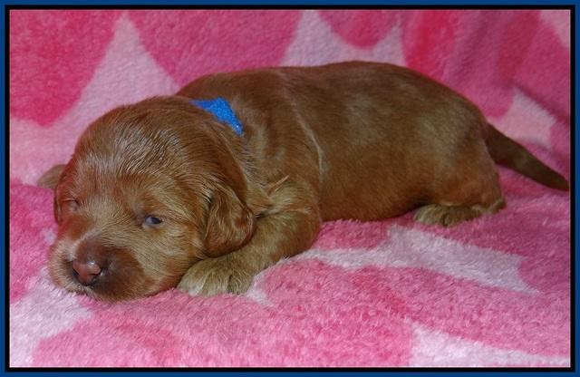 Callie Parson pups 2 wks old 121