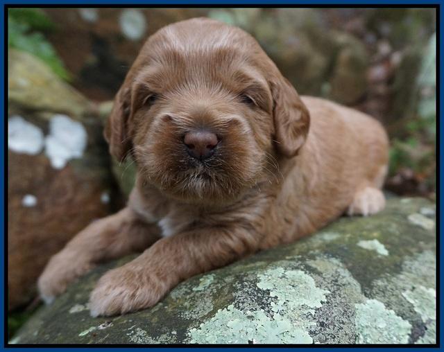 Callie Parson pups 3 wks old 81