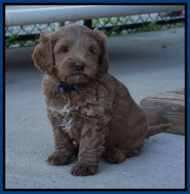 Callie Parson pups 6 wks old 171