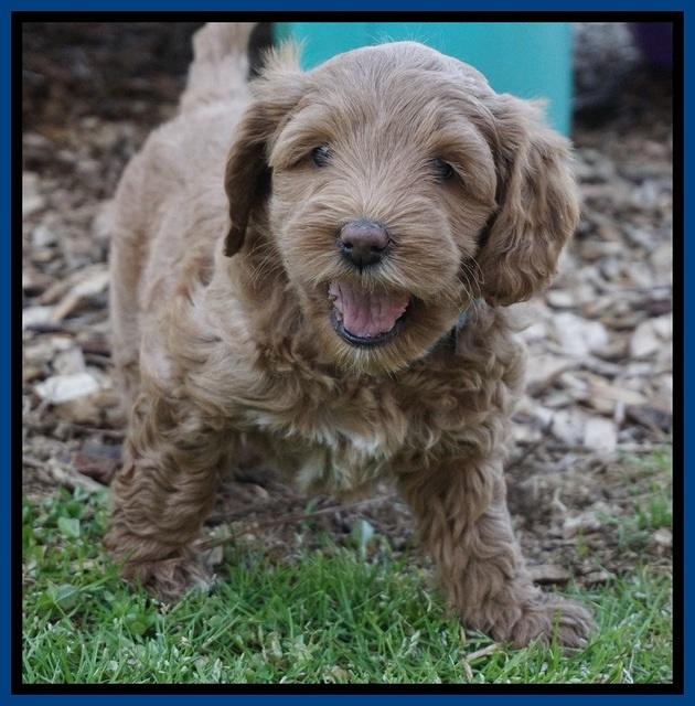 Callie Parson pups 6 wks old 191