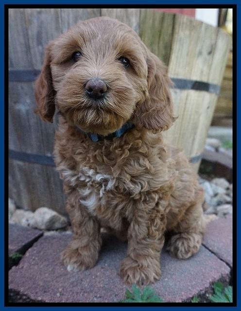 Callie Parson pups 7 wks old 101