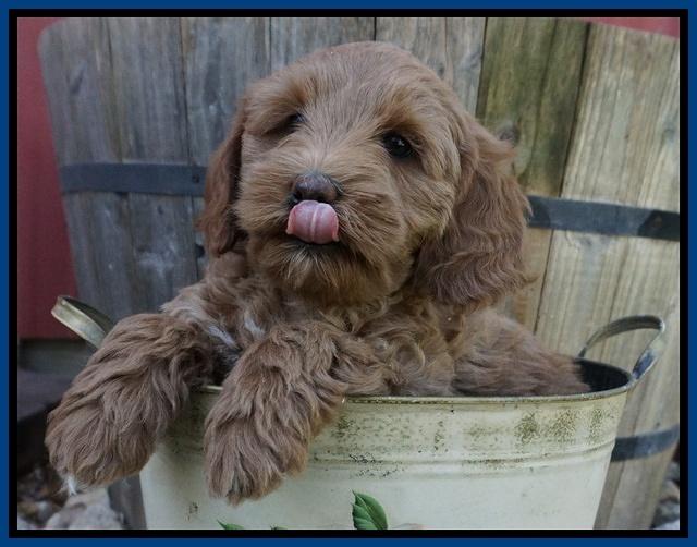 Callie Parson pups 7 wks old 91