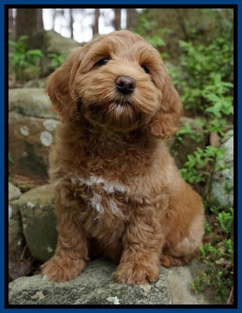 Callie Parson pups 8 wks old 7222