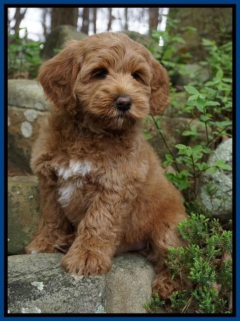 Callie Parson pups 8 wks old 8222