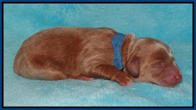 Callie Parson pups newborn 41