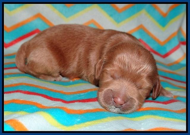 Callie Parson pups one week old 61