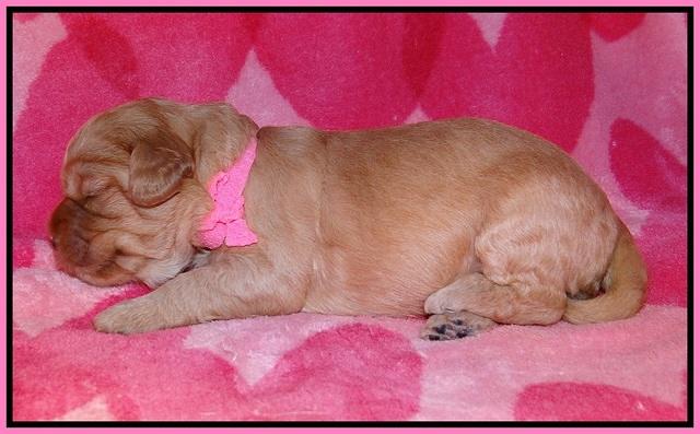 Callie Parson pups 2 wks old 131