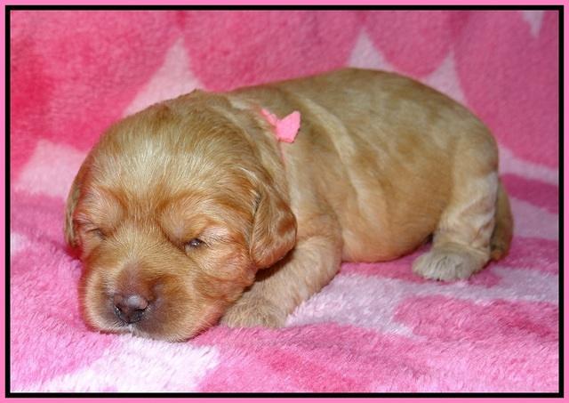 Callie Parson pups 2 wks old 151