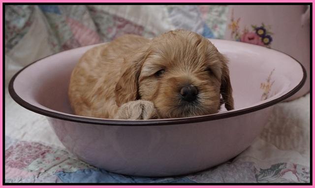 Callie Parson pups 4 wks old 141